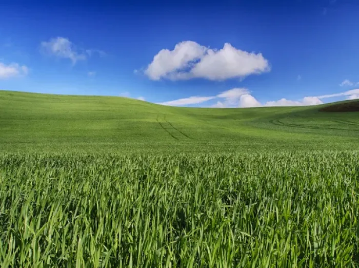 Framed Print : North America; USA; Washington; Palouse Country; Spring Wheat Field and Clouds Framed Print : North America; USA; Washington; Palouse Country; Spring Wheat Field and Clouds
