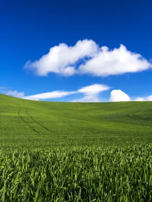 Framed Print : North America; USA; Washington; Palouse Country; Spring Wheat Field and Clouds