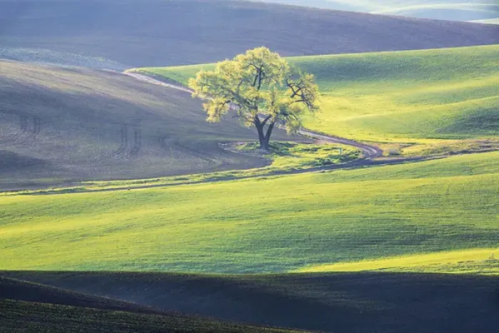 Framed Print : North America; USA; Washington; Palouse; Lone Tree in Wheat Field Framed Print : North America; USA; Washington; Palouse; Lone Tree in Wheat Field
