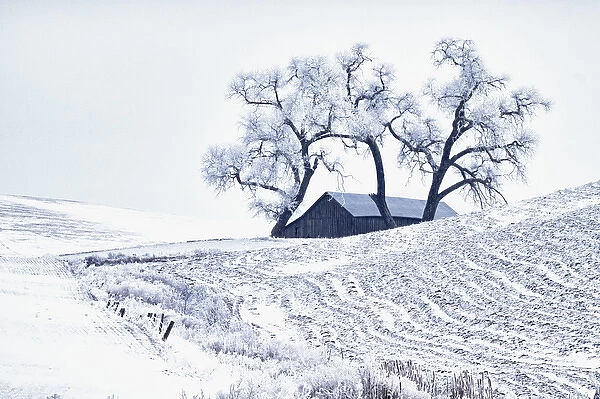 North America; USA; Washington; Palouse Region; Snow covered Barn With Old Oak tree