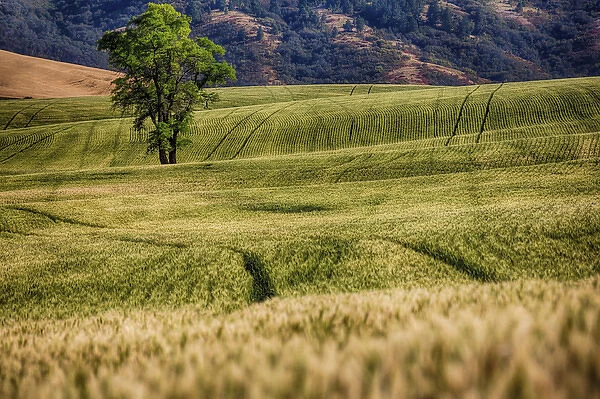 North America; USA; Washington; Palouse Region; Lone Tree in Harvest Wheat Field