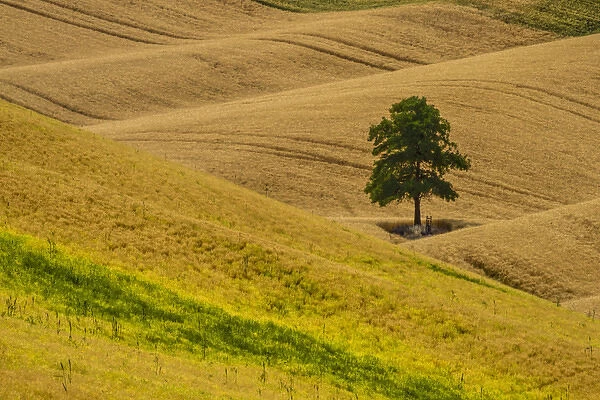 North America; USA; Washington; Palouse Region; Lone Tree in Harvest Wheat Field