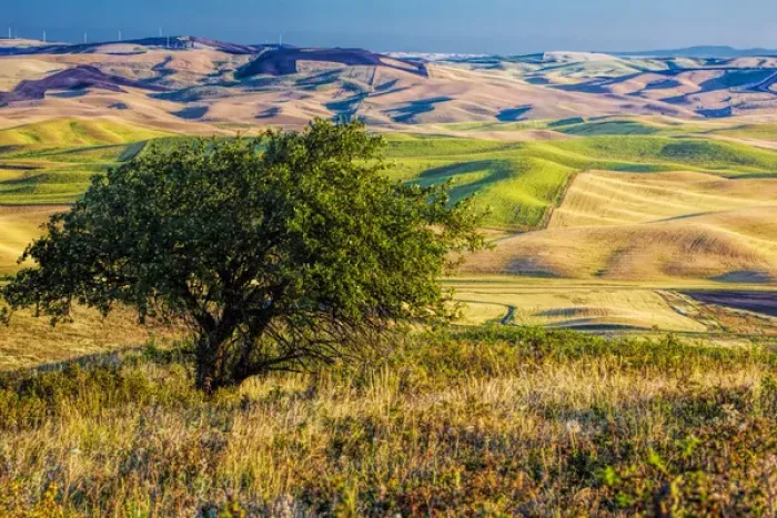 Framed Print : North America; USA; Washington; Palouse Region; Old Apple Tree over Looking the Rolling Framed Print : North America; USA; Washington; Palouse Region; Old Apple Tree over Looking the Rolling