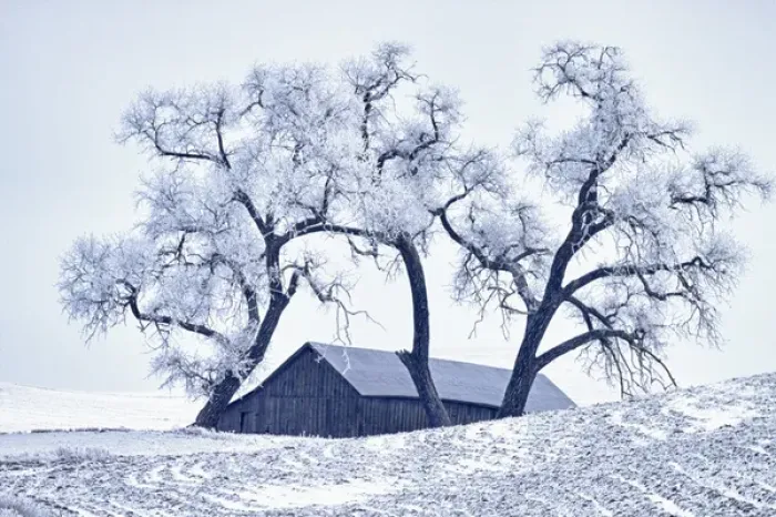 Framed Print : North America; USA; Washington; Palouse Region; Snow covered Barn With Old Oak tree