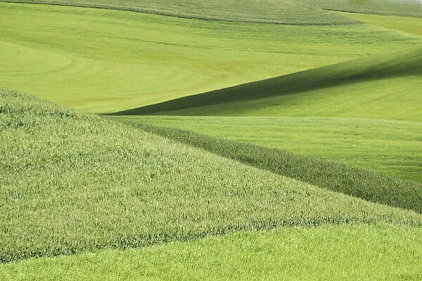 North America, USA, Washington. Patterns in the wheat fields in the Palouse region