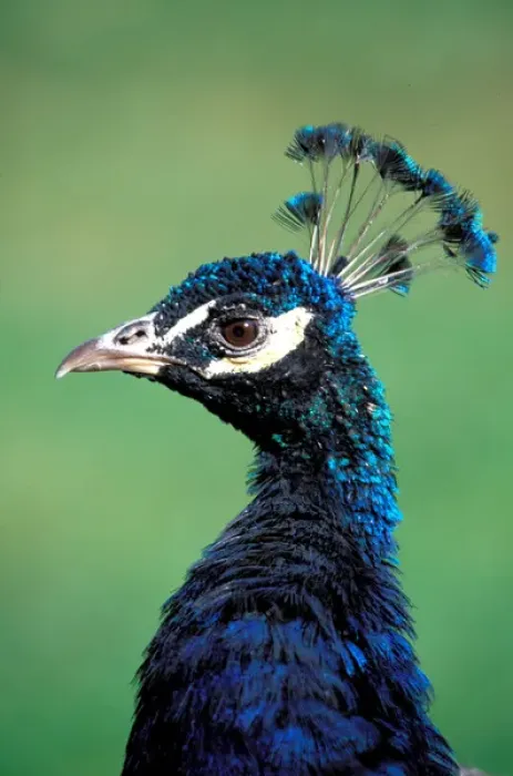 Framed Print : North America; USA; Washington Peacock Portrait Framed Print : North America; USA; Washington Peacock Portrait
