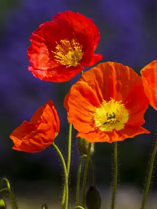 Framed Print : North America; USA; Washington; Poppies on Display Framed Print : North America; USA; Washington; Poppies on Display