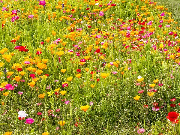 North America; USA; Washington; Poppy Field in bloom