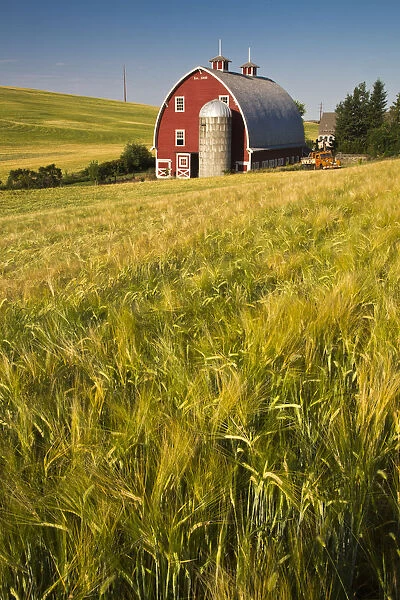 North America; USA Washington; Red Barn in Field of Harvest Wheat
