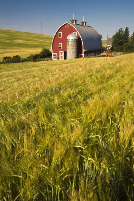 Framed Print : North America; USA Washington; Red Barn in Field of Harvest Wheat Framed Print : North America; USA Washington; Red Barn in Field of Harvest Wheat