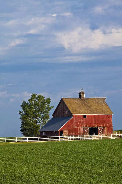 North America; USA; Washington; Red Barn in Spring Wheat Field