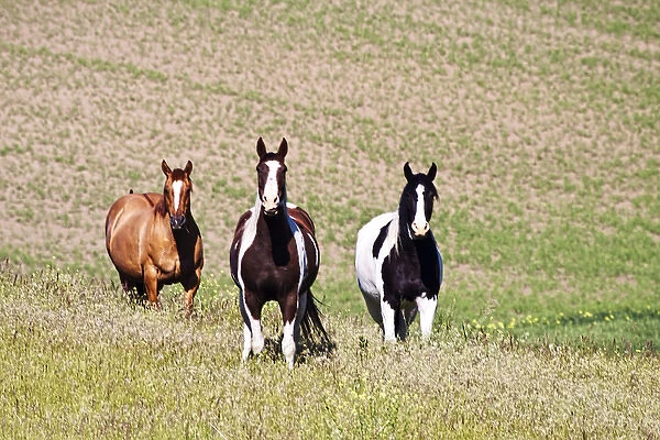 North America; USA; Washington: Saint John; Horses on the hill side