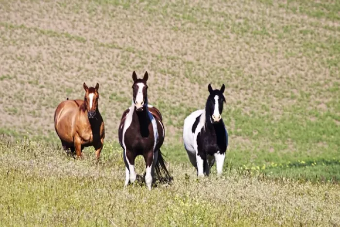 Framed Print : North America; USA; Washington: Saint John; Horses on the hill side Framed Print : North America; USA; Washington: Saint John; Horses on the hill side