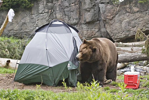 North America, USA, Washington, Seattle, Woodland Park Zoo. A Brown bear (grizzly bear