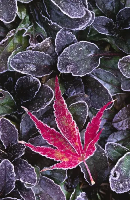 Framed Print : North America; USA; Washington; Seattle. Frost on an ornamental maple leaf Framed Print : North America; USA; Washington; Seattle. Frost on an ornamental maple leaf