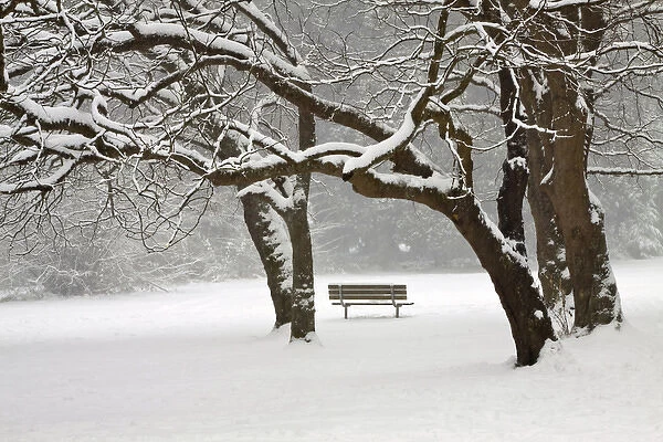 North America, USA, Washington, Seattle, Snow Covered Trees and Bench