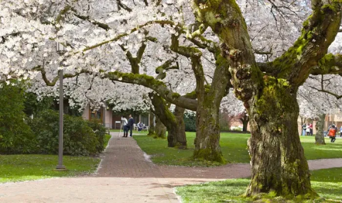 Framed Print : North America, USA, Washington, Seattle. Cherry trees on the University of Washington Framed Print : North America, USA, Washington, Seattle. Cherry trees on the University of Washington
