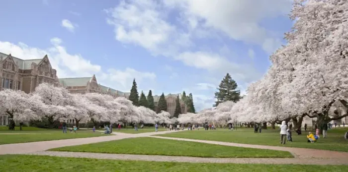 Framed Print : North America, USA, Washington, Seattle. Cherry trees on the University of Washington Framed Print : North America, USA, Washington, Seattle. Cherry trees on the University of Washington