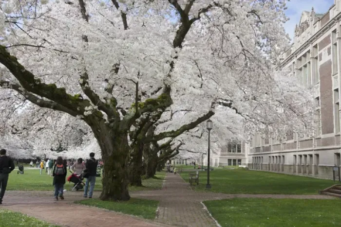Framed Print : North America, USA, Washington, Seattle. Cherry trees on the University of Washington Framed Print : North America, USA, Washington, Seattle. Cherry trees on the University of Washington
