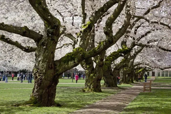 Framed Print : North America, USA, Washington, Seattle. Cherry trees on the University of Washington Framed Print : North America, USA, Washington, Seattle. Cherry trees on the University of Washington