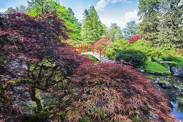 North America; USA; Washington; Seattle; Kabota Gardens; Spring Flowers and Japanese