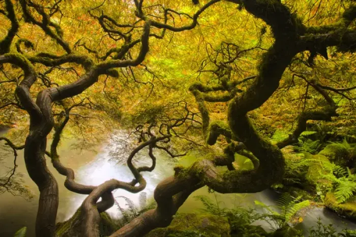 Framed Print : North America; Usa; Washington; Seattle Kabota Gardens; Spring Japanese Maple Hanging Framed Print : North America; Usa; Washington; Seattle Kabota Gardens; Spring Japanese Maple Hanging