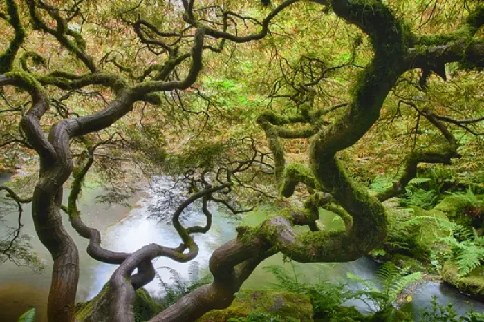 Framed Print : North America; Usa; Washington; Seattle Kabota Gardens; Spring Japanese Maple Hanging Framed Print : North America; Usa; Washington; Seattle Kabota Gardens; Spring Japanese Maple Hanging