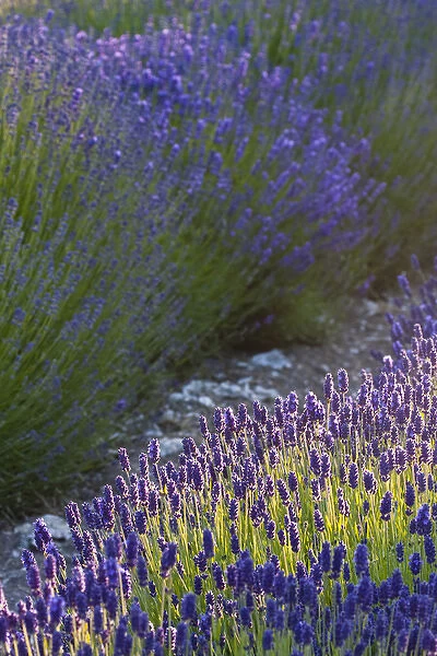 North America, USA, Washington, Sequim, Sequim Lavender