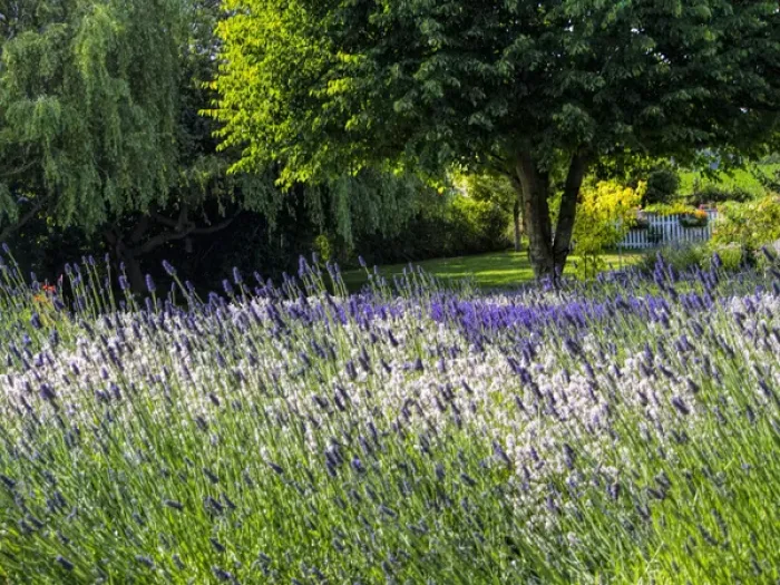 Framed Print : North America; USA; Washington; Sequim; Lavender Field; Lavendar Field in full boom with