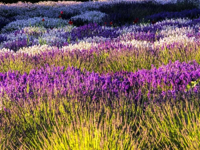 Framed Print : North America; USA; Washington; Sequim; Lavender Field; Lavendar Field in full boom Framed Print : North America; USA; Washington; Sequim; Lavender Field; Lavendar Field in full boom