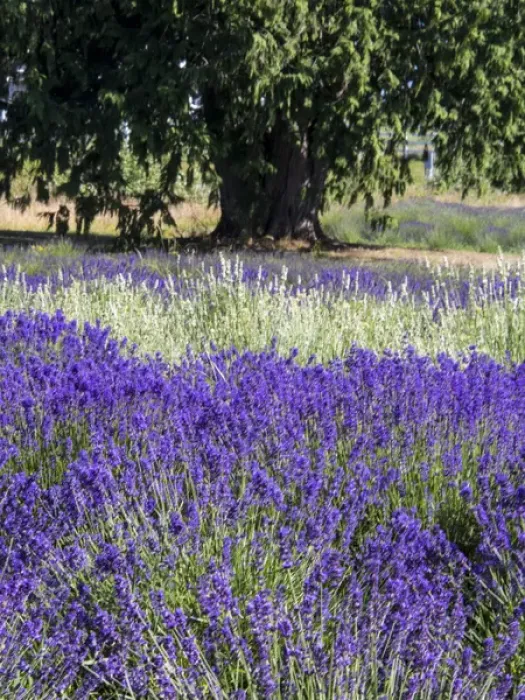 Framed Print : North America; USA; Washington; Sequim; Lavender Field; Lavendar Field in full boom with Framed Print : North America; USA; Washington; Sequim; Lavender Field; Lavendar Field in full boom with