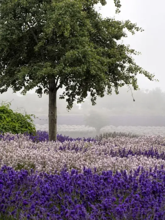 Framed Print : North America; USA; Washington; Sequim; Lavender Field; Lavendar Field in full boom with