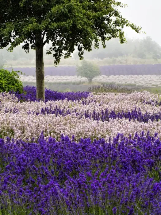 Framed Print : North America; USA; Washington; Sequim; Lavender Field; Lavendar Field in full boom with Framed Print : North America; USA; Washington; Sequim; Lavender Field; Lavendar Field in full boom with
