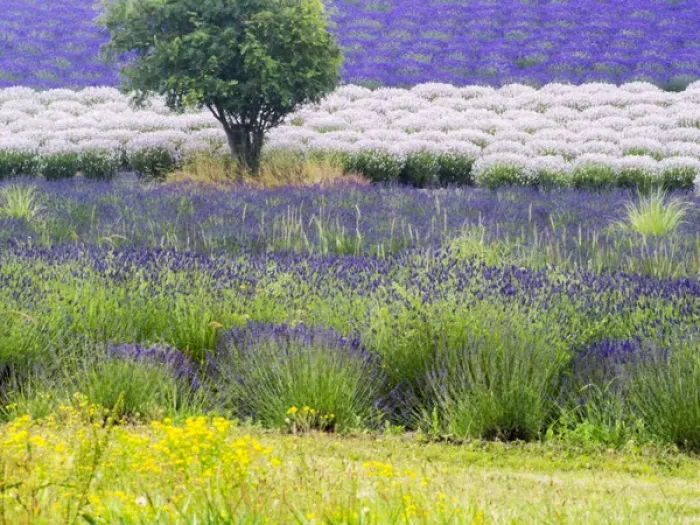 Framed Print : North America; USA; Washington; Sequim; Lavender Field; Lavendar Field in full boom with Framed Print : North America; USA; Washington; Sequim; Lavender Field; Lavendar Field in full boom with