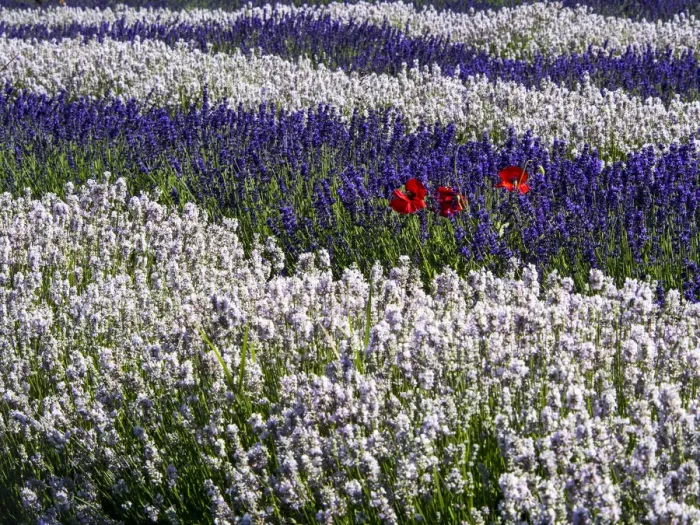 Framed Print : North America; USA; Washington; Sequim; Lavender Field; Lavendar Field in full boom