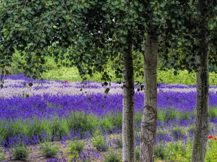 Framed Print : North America; USA; Washington; Sequim; Lavender Field; Lavender Field in full boom with Framed Print : North America; USA; Washington; Sequim; Lavender Field; Lavender Field in full boom with