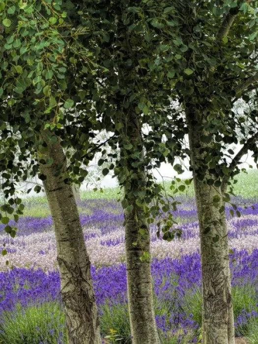 Framed Print : North America; USA; Washington; Sequim; Lavender Field; Lavender Field in full boom with