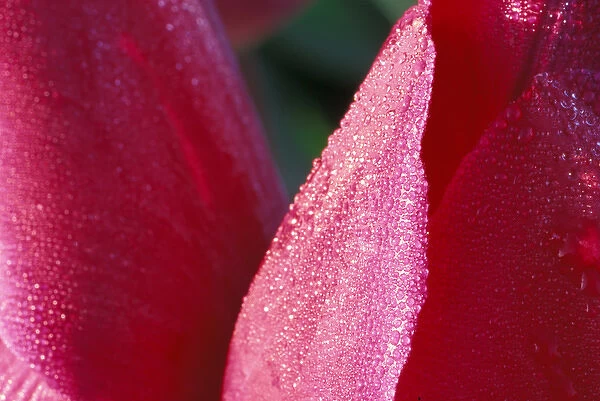 North America, USA, Washington, Skagit Valley. Tulip close-up