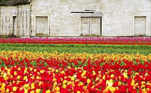 North America, USA, Washington, Skagit Valley. Tulip field and barn