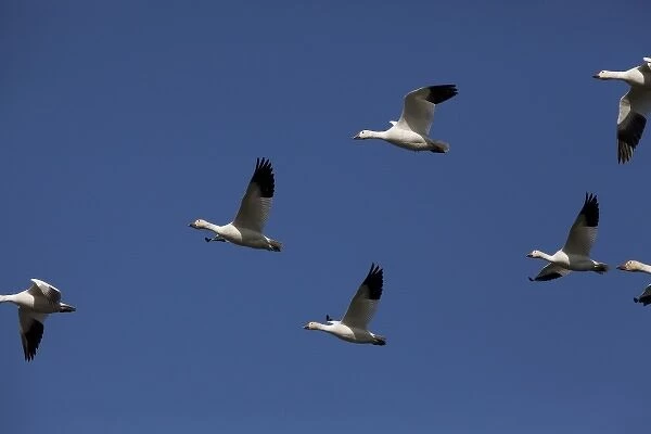 North America, USA, Washington, Stanwood, Snow Goose (Chen caerulescens) flying