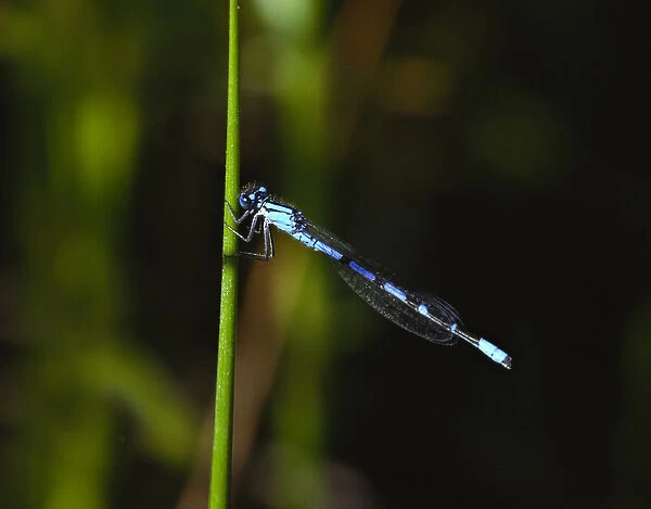 North America, USA, Washington State. A bluet damselfly. Bluets are notoriously difficult