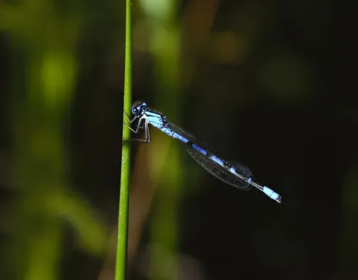 Framed Print : North America, USA, Washington State. A bluet damselfly. Bluets are notoriously difficult Framed Print : North America, USA, Washington State. A bluet damselfly. Bluets are notoriously difficult