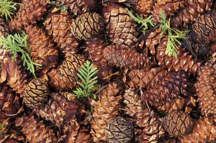 Framed Print : North America, USA, Washington State, Olympic National Park. Closeup of Douglas Fir cone Framed Print : North America, USA, Washington State, Olympic National Park. Closeup of Douglas Fir cone