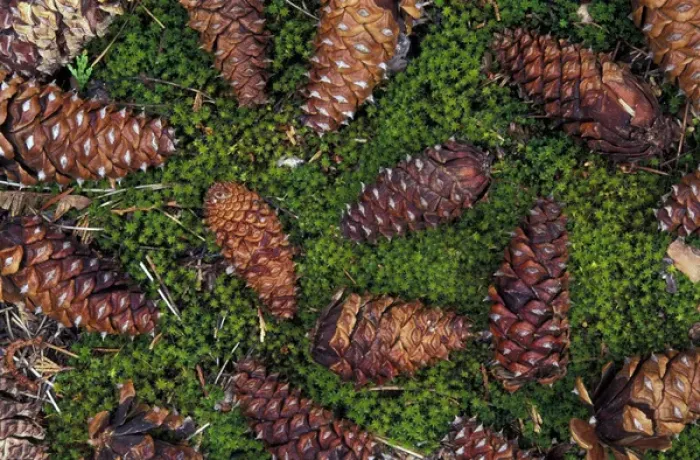 Framed Print : North America, USA, Washington State, Olympic National Park. Closeup of Douglas Fir cone Framed Print : North America, USA, Washington State, Olympic National Park. Closeup of Douglas Fir cone