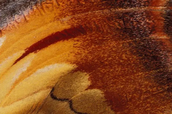 Framed Print : North America, USA, Washington State, Seattle. Butterfly wing detail