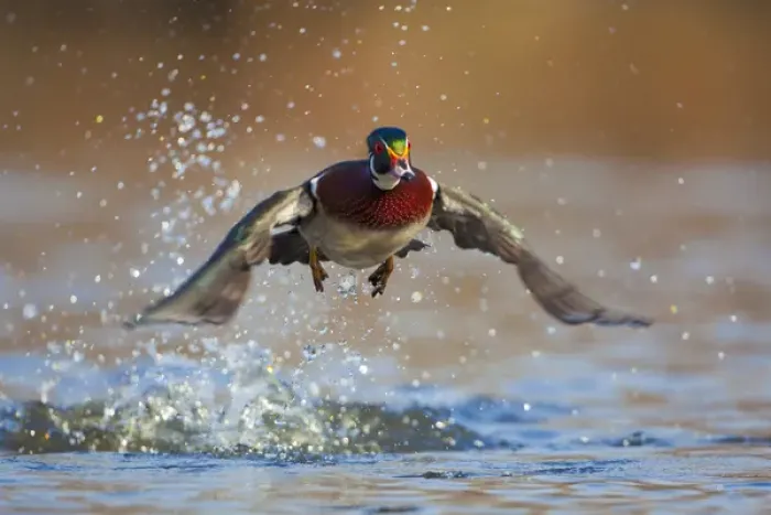 Framed Print : North America, USA, Washington State, Wood Duck, male, flight, take-off