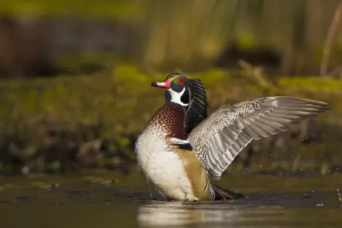 Framed Print : North America, USA, Washington State, Wood Duck, male, wing flap