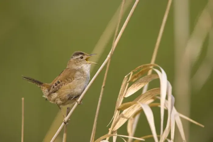 Framed Print : North America, USA, Washington State, Marsh Wren, male, singing Framed Print : North America, USA, Washington State, Marsh Wren, male, singing