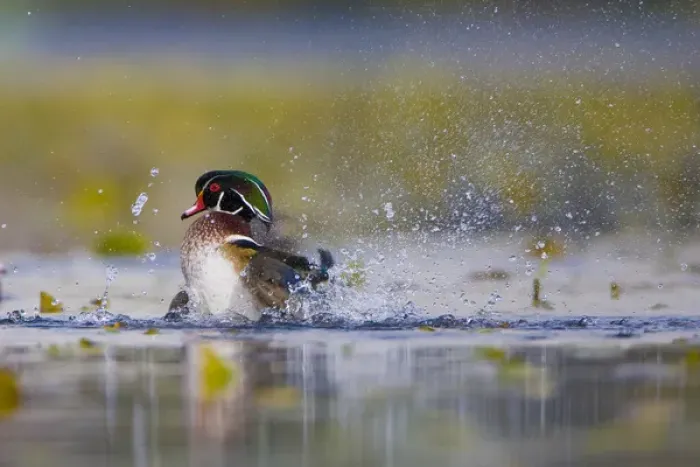 Framed Print : North America, USA, Washington State, Wood Duck, male, splashing Framed Print : North America, USA, Washington State, Wood Duck, male, splashing