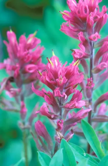 Framed Print : North America, USA, Washington State, Mount Rainier National Park. Magenta Paintbrush